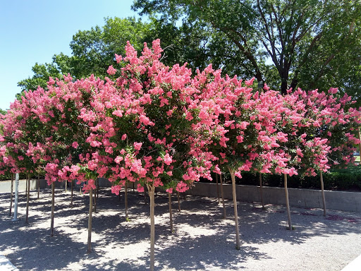 Art Museum «Kimbell Art Museum», reviews and photos, 3333 Camp Bowie Blvd, Fort Worth, TX 76107, USA