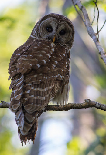 Park «Lake Mills Park», reviews and photos, 1301 Tropical Ave, Chuluota, FL 32766, USA