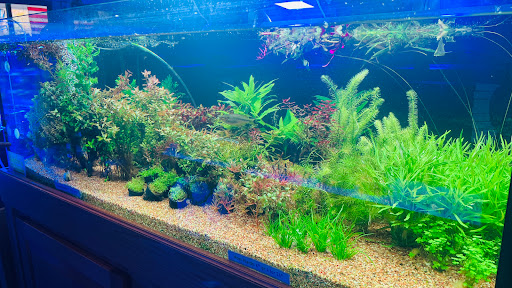 Tropical Fish Store «Wet Pets», reviews and photos, 520 Hartford Turnpike # X, Vernon, CT 06066, USA