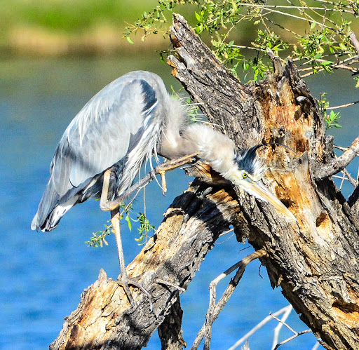 Park «Belmar Park», reviews and photos, 801 S Wadsworth Blvd, Lakewood, CO 80226, USA