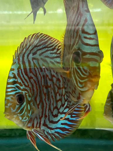 Tropical Fish Store «Jack Wattley Discus», reviews and photos, 6944 NE 4th Ave, Miami, FL 33138, USA