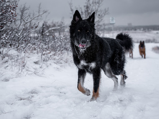 Tails of The Misunderstood Rescue