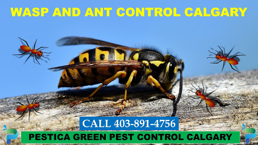 Pestica Green Pest Control Calgary | Varsity