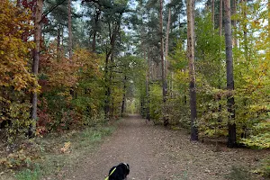 Lasy Sękocińskie image