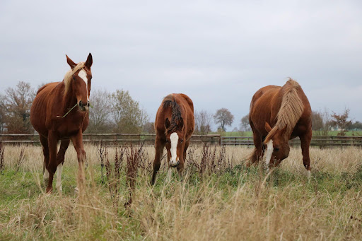 Photo 6 - Haras Du Casse
