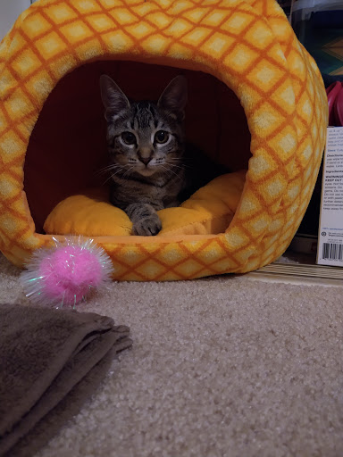 Pet Supply Store «Woodlands Pet Food & Treats», reviews and photos, 902 3rd St, San Rafael, CA 94901, USA