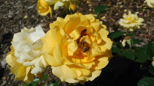 Botanical Garden «The Hudson Gardens & Event Center», reviews and photos, 6115 S Santa Fe Dr, Littleton, CO 80120, USA