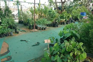 Kottakunnu Garden Nursery കോട്ടക്കുന്ന് ഗാർഡൻ നഴ്സറി image
