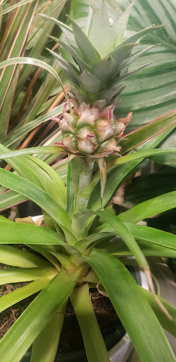 Home Improvement Store «The Home Depot», reviews and photos, 99 Northtown Dr NE, Blaine, MN 55434, USA