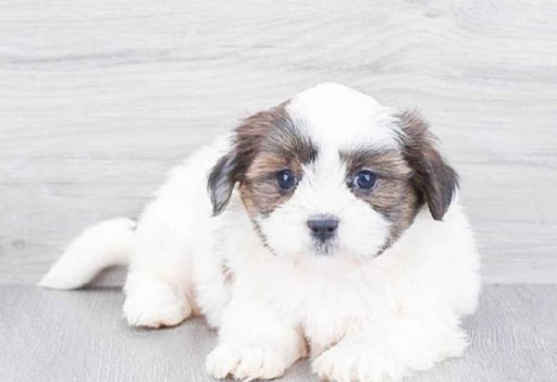 Pet Store «Pet Express», reviews and photos, 250 Granite St, Braintree, MA 02184, USA