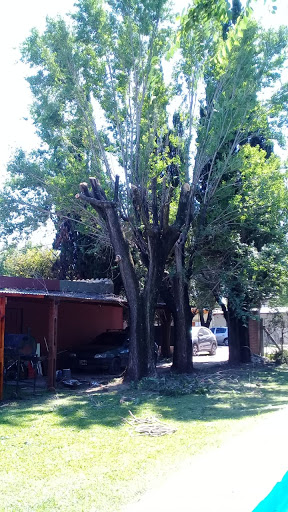 Rosario/ Funes - podas y extracción de arboles