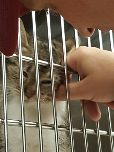 Pet Supply Store «PetSmart», reviews and photos, 355 Howe Ave, Cuyahoga Falls, OH 44221, USA