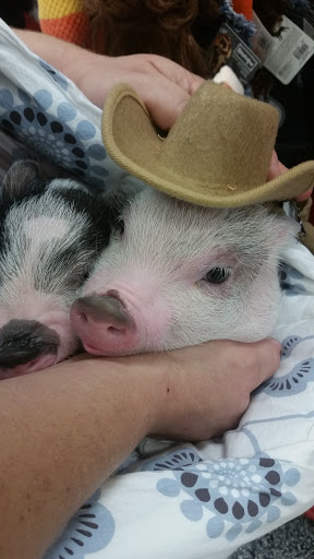 Pet Supply Store «Petco Animal Supplies», reviews and photos, 1500 N Town E Blvd, Mesquite, TX 75150, USA