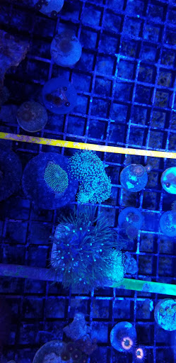 Pet Store «Colchester pet Shop LLC», reviews and photos, 111 Loomis Rd #2a, Colchester, CT 06415, USA