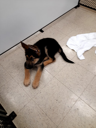 Pet Supply Store «Pet Palace Inc», reviews and photos, 253 Scranton Carbondale Hwy, Scranton, PA 18508, USA