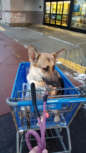 Pet Supply Store «PetSmart», reviews and photos, 4654 Milestone Ln, Castle Rock, CO 80104, USA