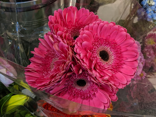 Grocery Store «Food Lion», reviews and photos, 85 S Carlton St, Harrisonburg, VA 22801, USA