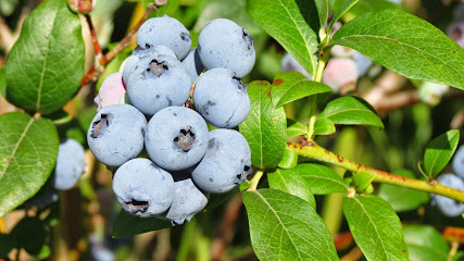 Blueberry Country