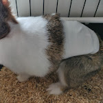 Photo n° 2 de l'avis de jennifer.a fait le 22/08/2018 à 16:26 pour Clinique Vétérinaire de la Porte Verte à Essey-lès-Nancy