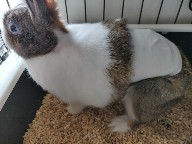 Clinique Vétérinaire de la Porte Verte