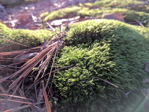 Golf Club «Pinecrest Golf Club», reviews and photos, 212 Prentice St, Holliston, MA 01746, USA