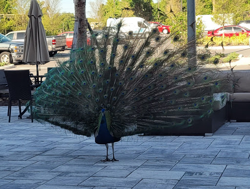 Event Venue «Highland Manor», reviews and photos, 604 E Main St, Apopka, FL 32703, USA