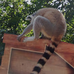 Photo n° 3 de l'avis de Christine.u fait le 08/09/2019 à 06:04 pour Natur'Zoo De Mervent à Mervent