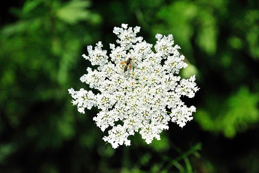 Nature Preserve «Muttontown Preserve», reviews and photos, Jericho-Oyster Bay Road, East Norwich, NY 11732, USA