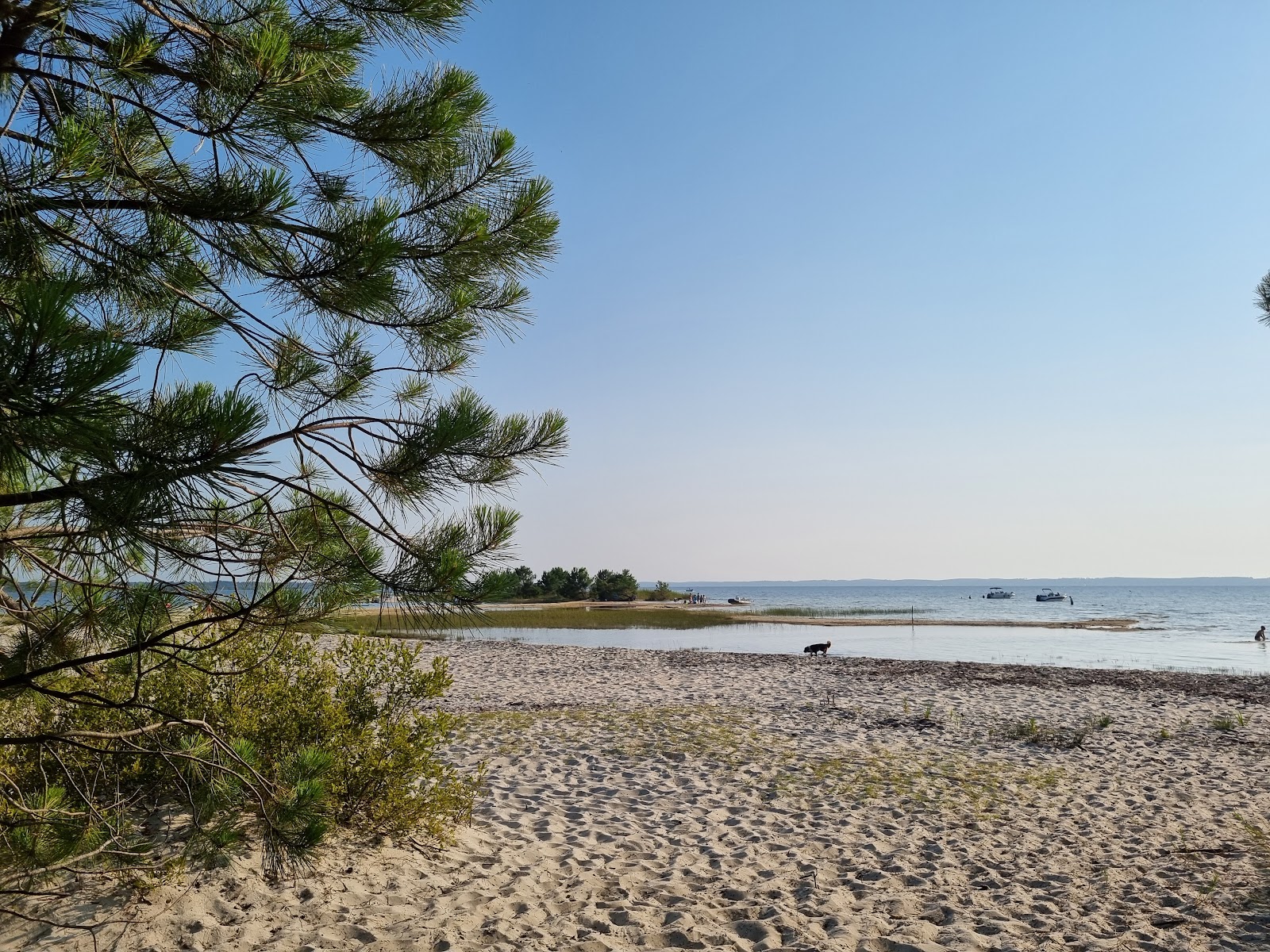 La plage des Aigrettes'in fotoğrafı vahşi alan