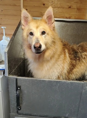 Charter House Kennels Cattery & Hydro