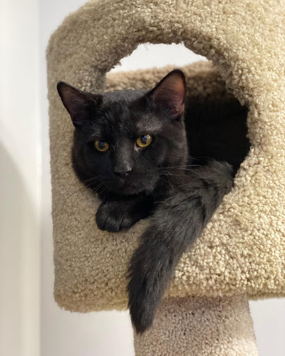 Pet Store «All Pets Considered», reviews and photos, 2614 Battleground Ave, Greensboro, NC 27408, USA