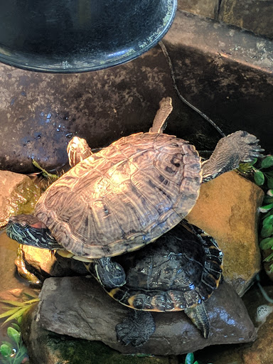 Pet Store «Woofmeow Family Pet Center», reviews and photos, 19 Manchester Rd Suite A, Derry, NH 03038, USA