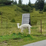 Photo n°3 de l'avis de Lucia.a fait le 03/09/2023 à 18:41 sur le  Rifugio Tamai à Sutrio