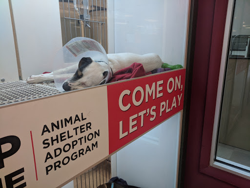 Pet Store «Petland Village of East Side», reviews and photos, 6401 Penn Ave, Pittsburgh, PA 15206, USA