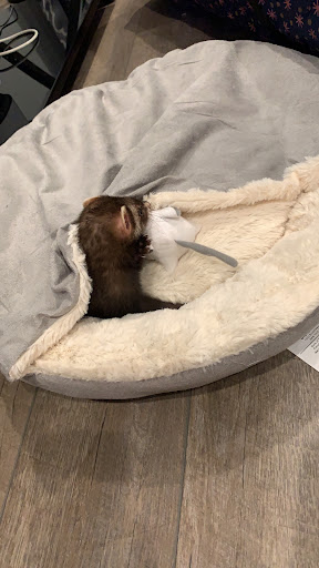 Tropical Fish Store «Ironbound Pet Shop», reviews and photos, 246 Ferry St # 5, Newark, NJ 07105, USA