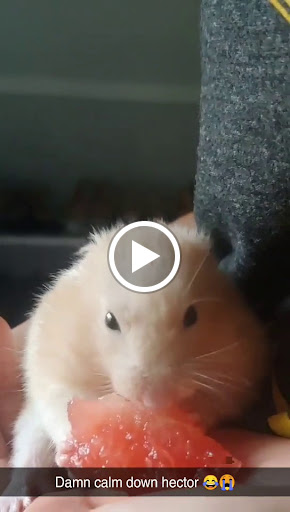 Pet Supply Store «Pet Supplies Plus», reviews and photos, 26230 Hoover Rd, Warren, MI 48089, USA