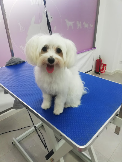 Estilistas caninos thai - Servicios para mascota en Murcia