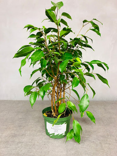 Bonsai plant supplier Pasadena