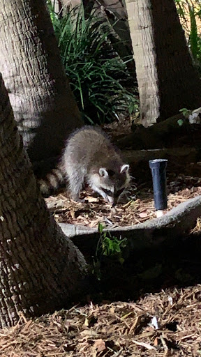 Performing Arts Theater «The Township Community Master Association Inc», reviews and photos, 2452 Lyons Rd, Pompano Beach, FL 33063, USA