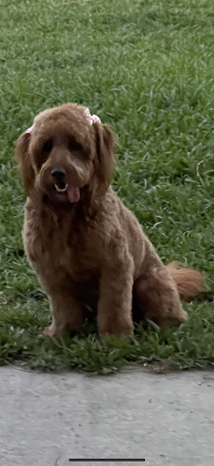 Pet Groomer «Woof Gang Bakery & Grooming Lake Nona - Retail, Grooming», reviews and photos, 10743 Narcoossee Rd, Orlando, FL 32832, USA