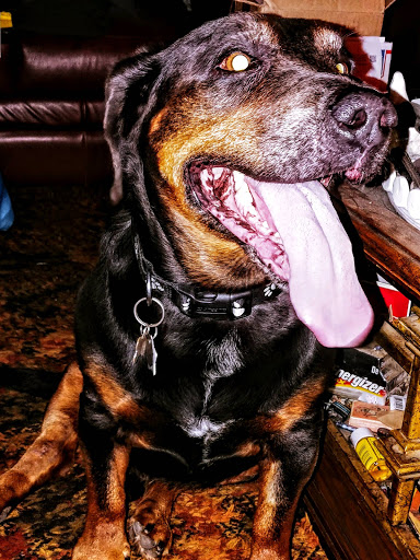 Pet Store «Three Dog Bakery», reviews and photos, 1208 Town and Country Crossing Dr, Town and Country, MO 63017, USA