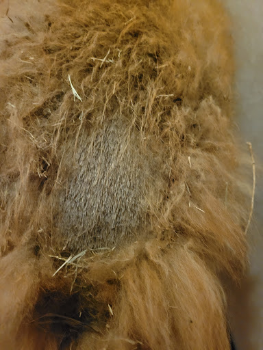 Pet Supply Store «PetSmart», reviews and photos, 1451 Dallas Hwy, Waxahachie, TX 75165, USA