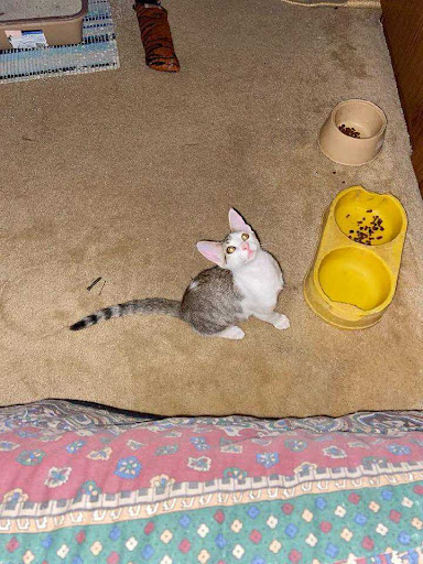 Thrift Store «Alpine Humane Society Thrift Store», reviews and photos, 706 N 5th St, Alpine, TX 79830, USA