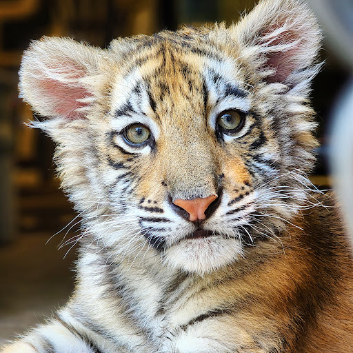 Wildlife Rescue Service «In-Sync Exotics», reviews and photos, 3430 Skyview Dr, Wylie, TX 75098, USA