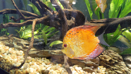 Tropical Fish Store «Aquarium Paradise», reviews and photos, 11724 Pacific Hwy SW, Lakewood, WA 98499, USA