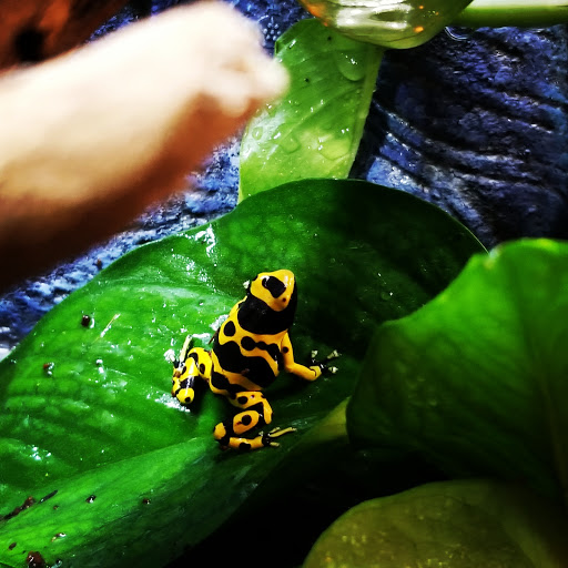 Pet Store «Dart Frogs To Dogs», reviews and photos, 6007 W Main Blvd B, Bath, PA 18014, USA