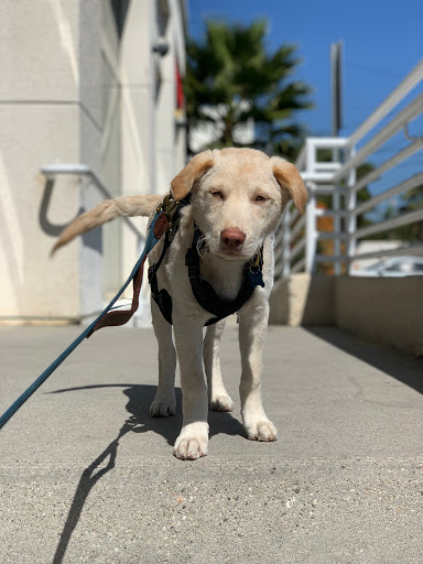 Pet Supply Store «Petco Animal Supplies», reviews and photos, 2910 Wilshire Blvd, Santa Monica, CA 90403, USA