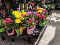 Walmart Garden Center - Photo 2 - Car repair in Mesquite, TX, Mesquite