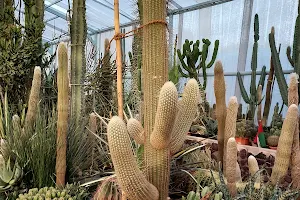 uae cactus farm image