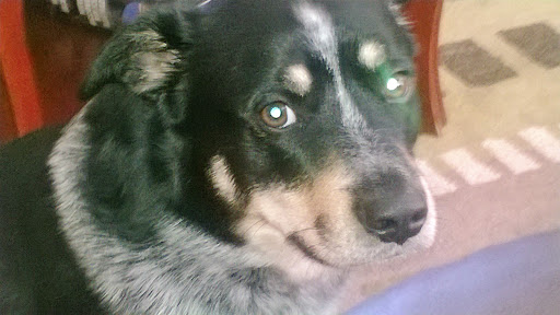 Animal Shelter «Humane Society of El Paso», reviews and photos